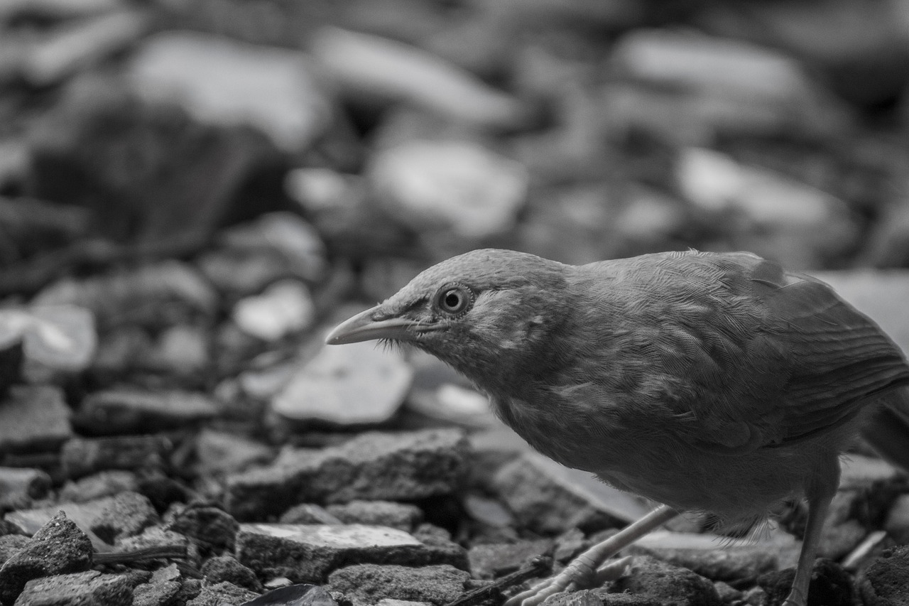 bird india jungle babbler free photo