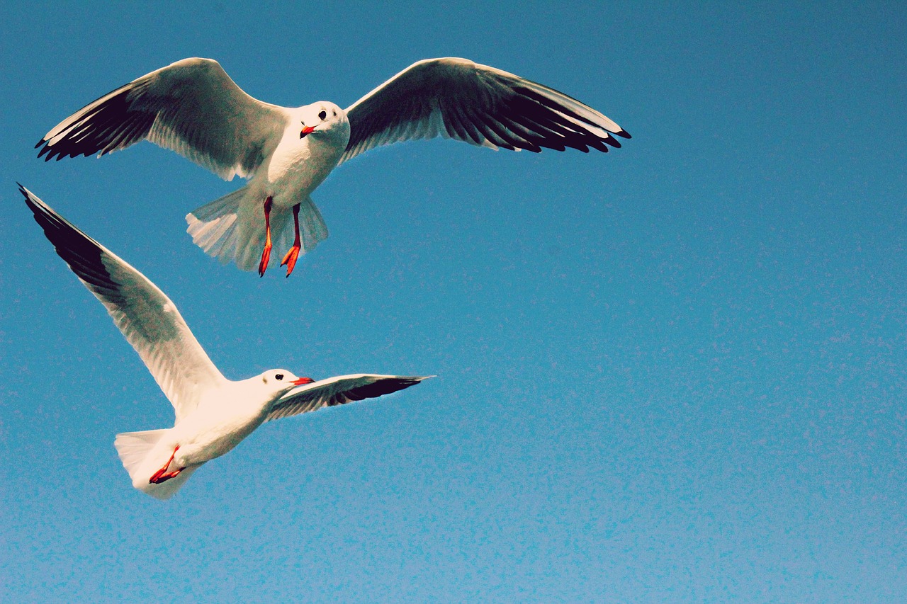 bird sky blue free photo