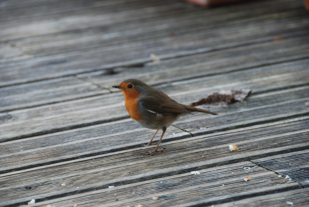 bird winter robin free photo