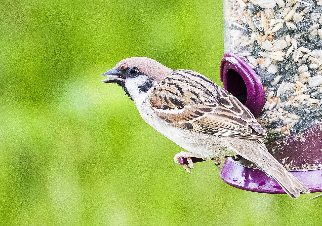 bird sparrow ornithology free photo