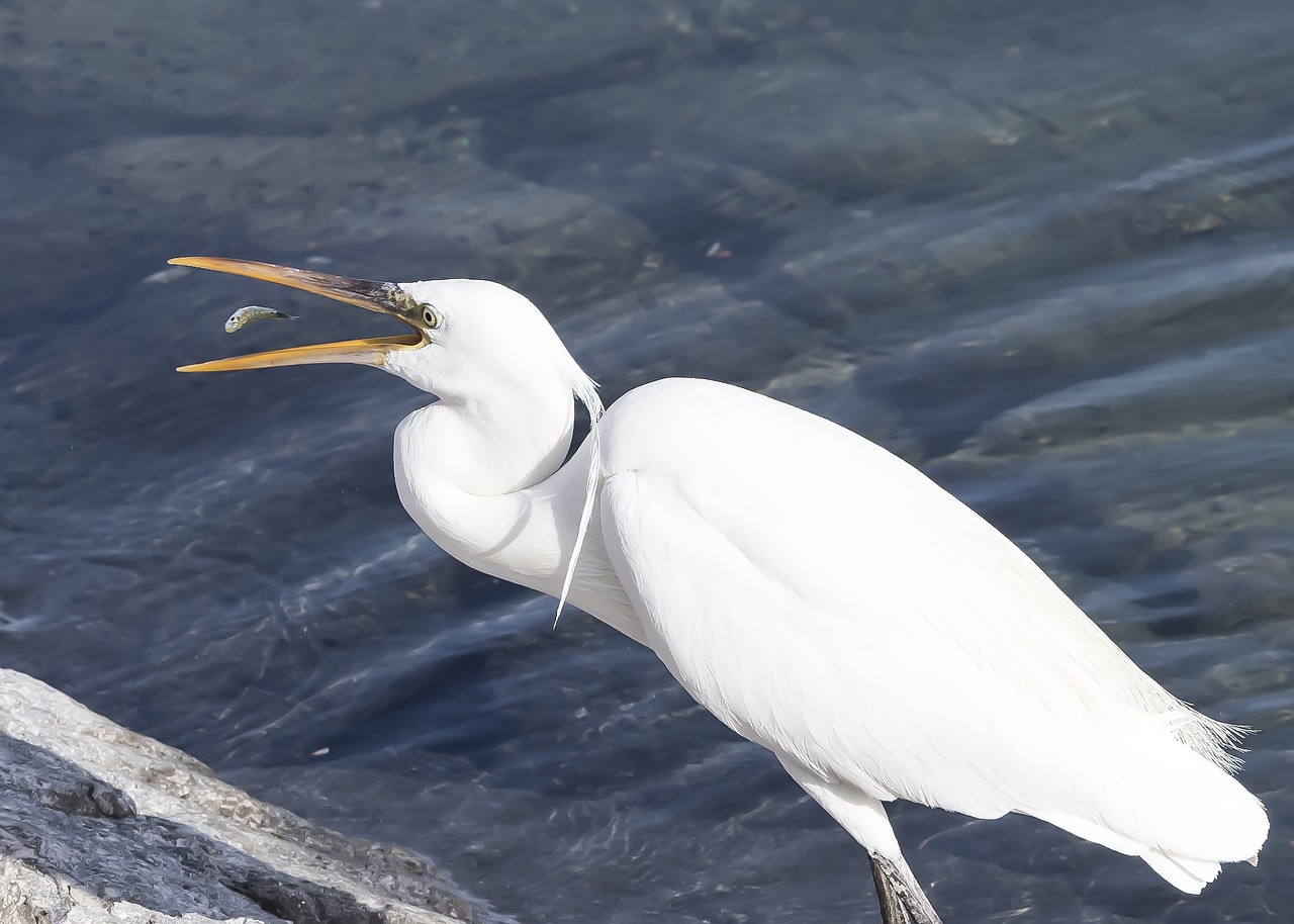 bird prey fish free photo