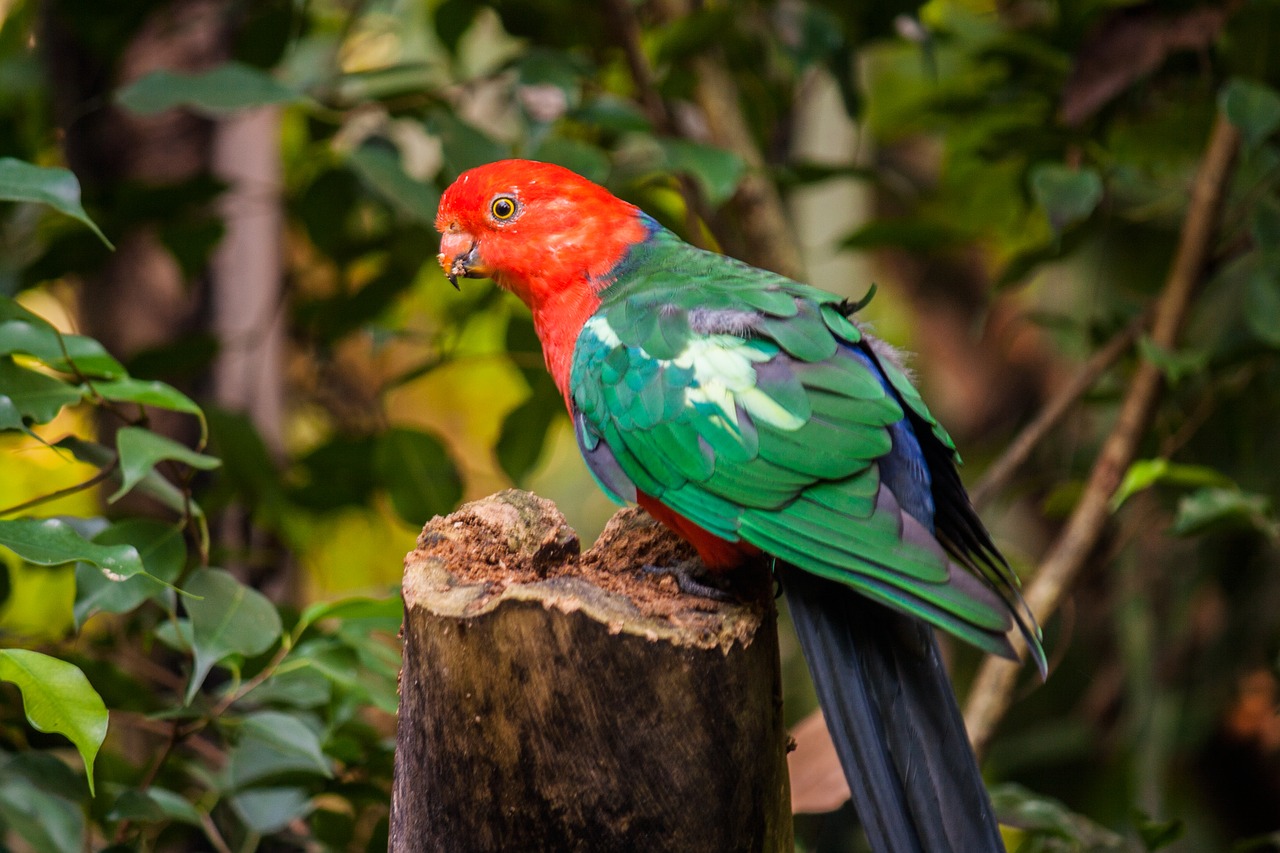 bird parrots zoo free photo