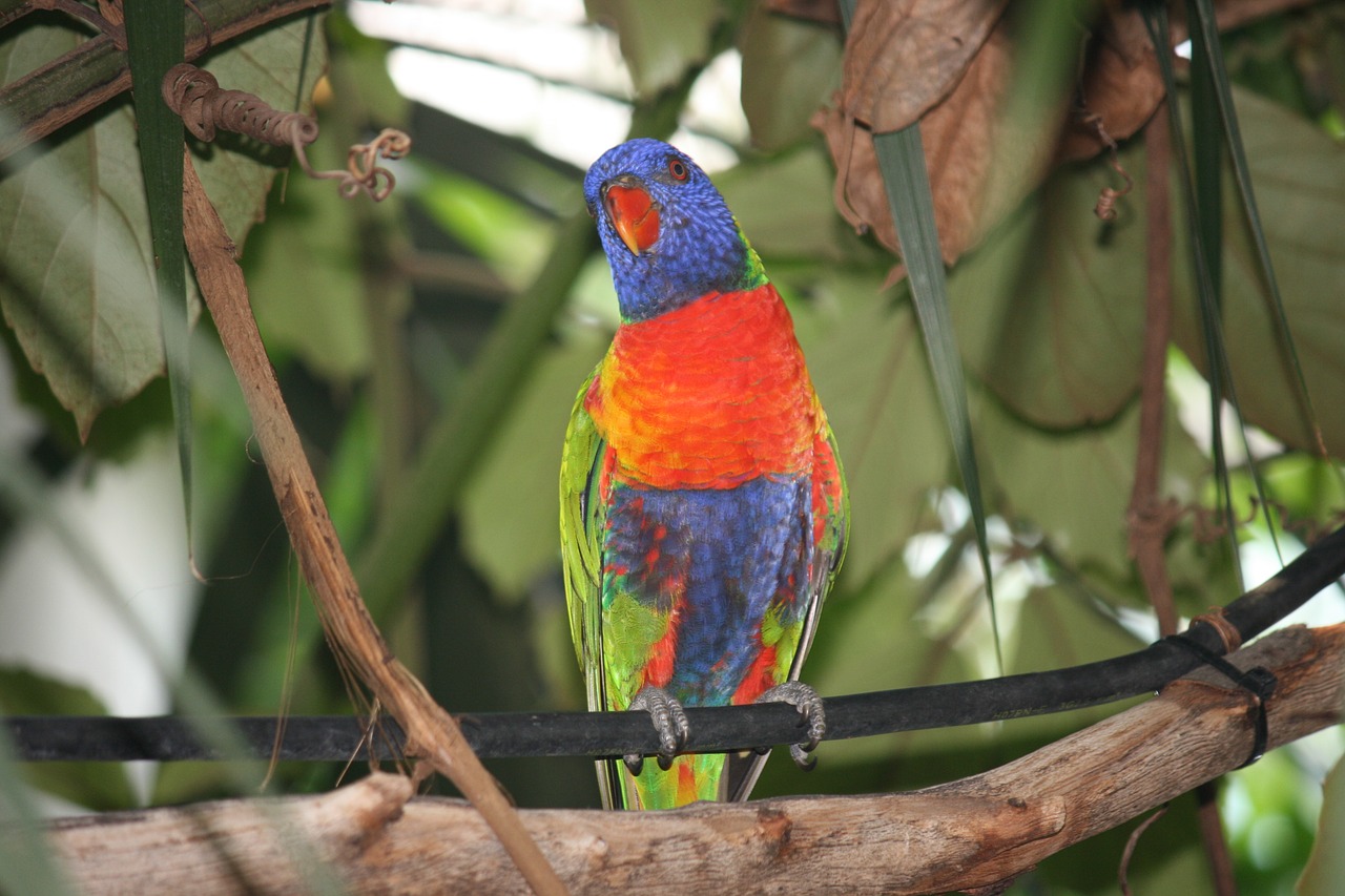 bird colorful parrot free photo