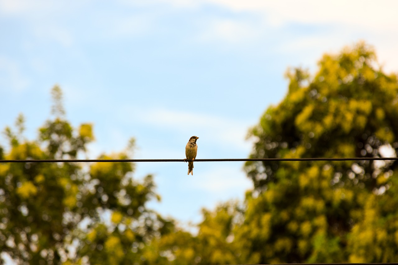 bird sparrow nature free photo