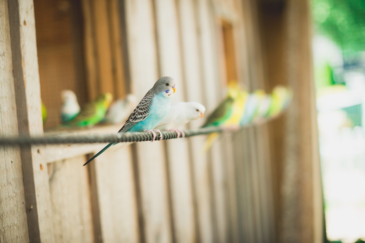 bird canary animals free photo