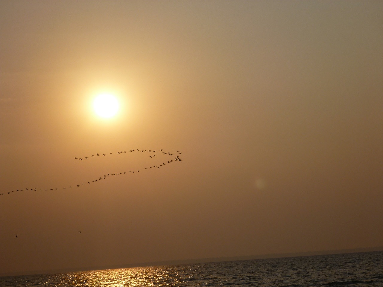 bird flying formation free photo