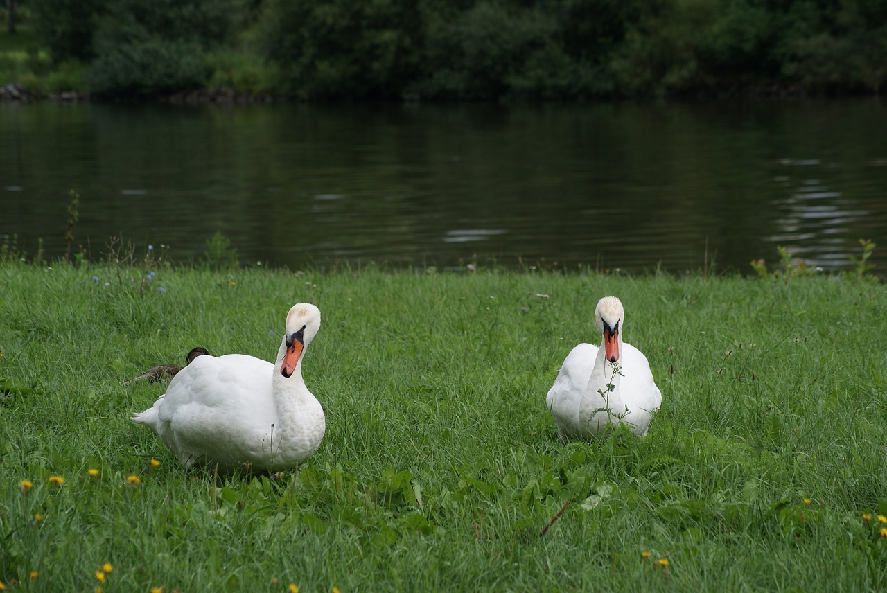 bird white swans free photo
