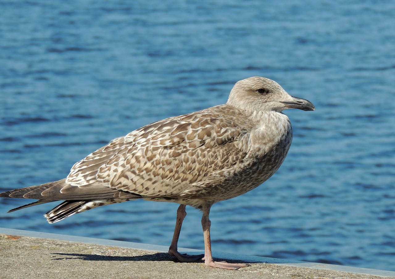 bird water nature free photo