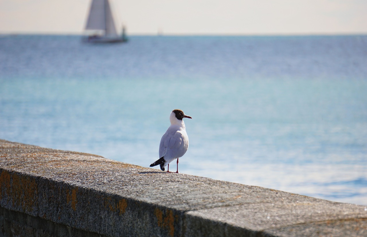 bird seagull freedom free photo