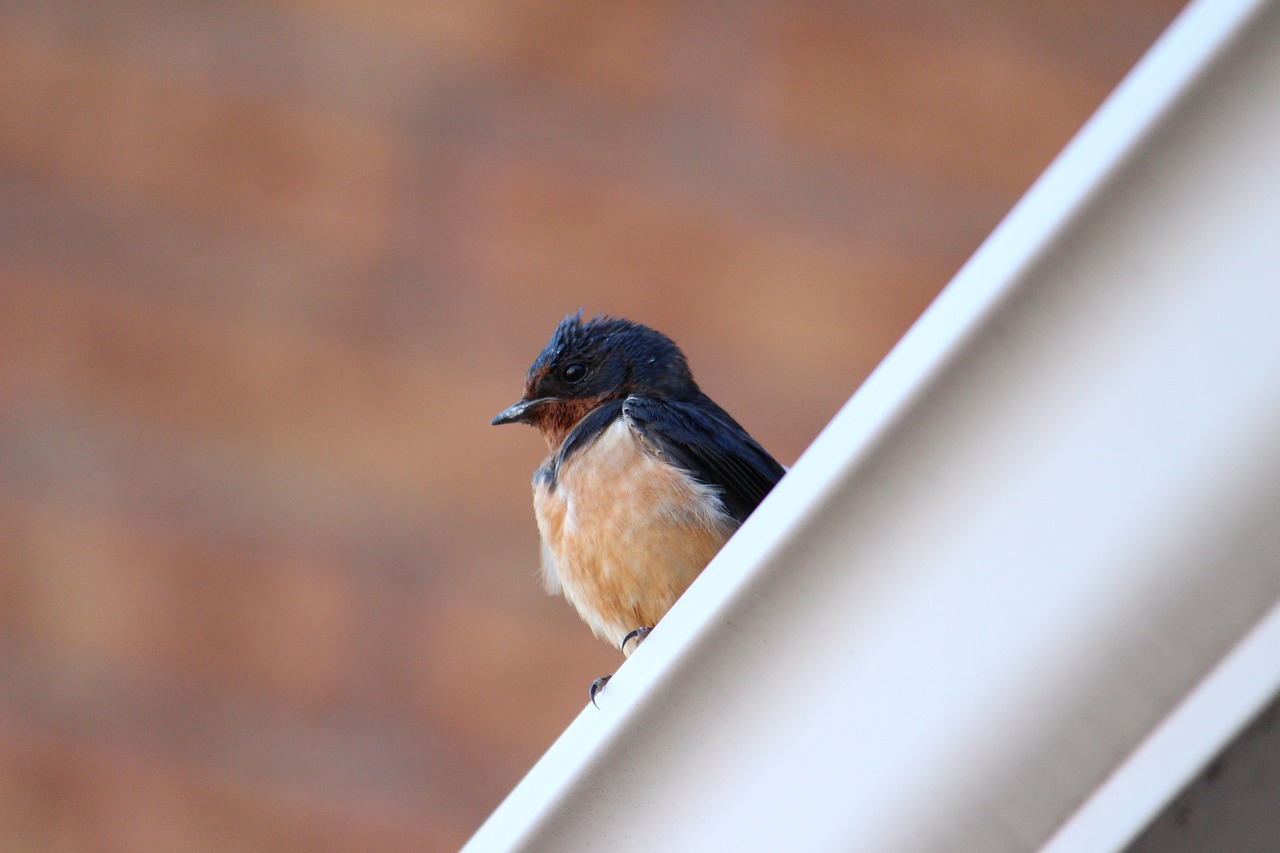 bird barn swallow wildlife free photo