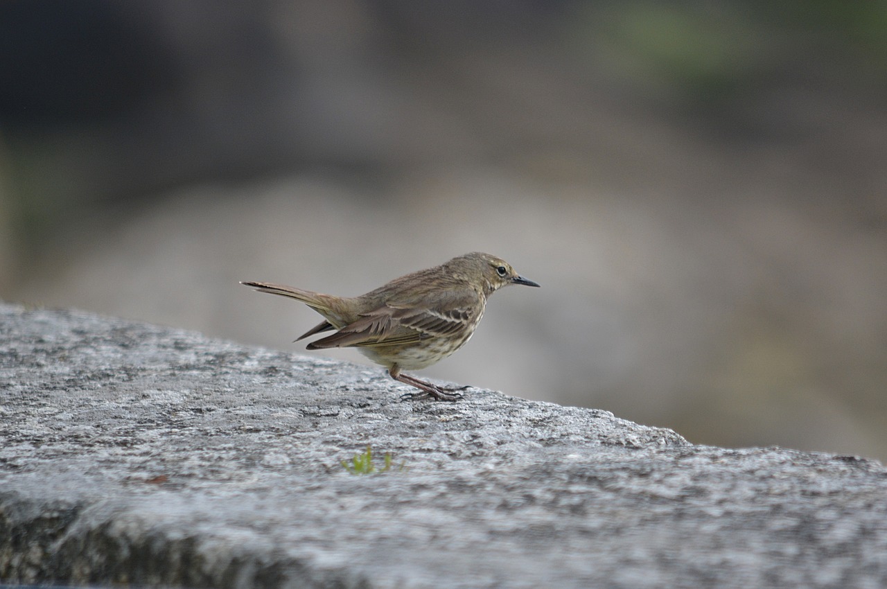 bird sparrow animal free photo