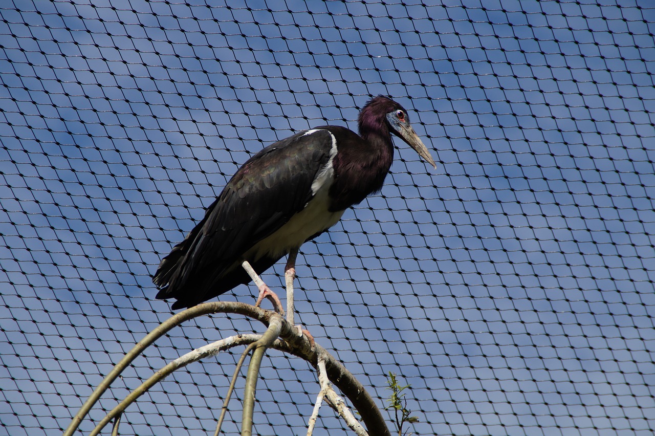 bird aviary bird aviary free photo