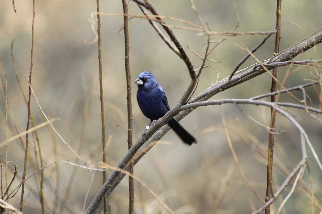 bird tree branch free photo