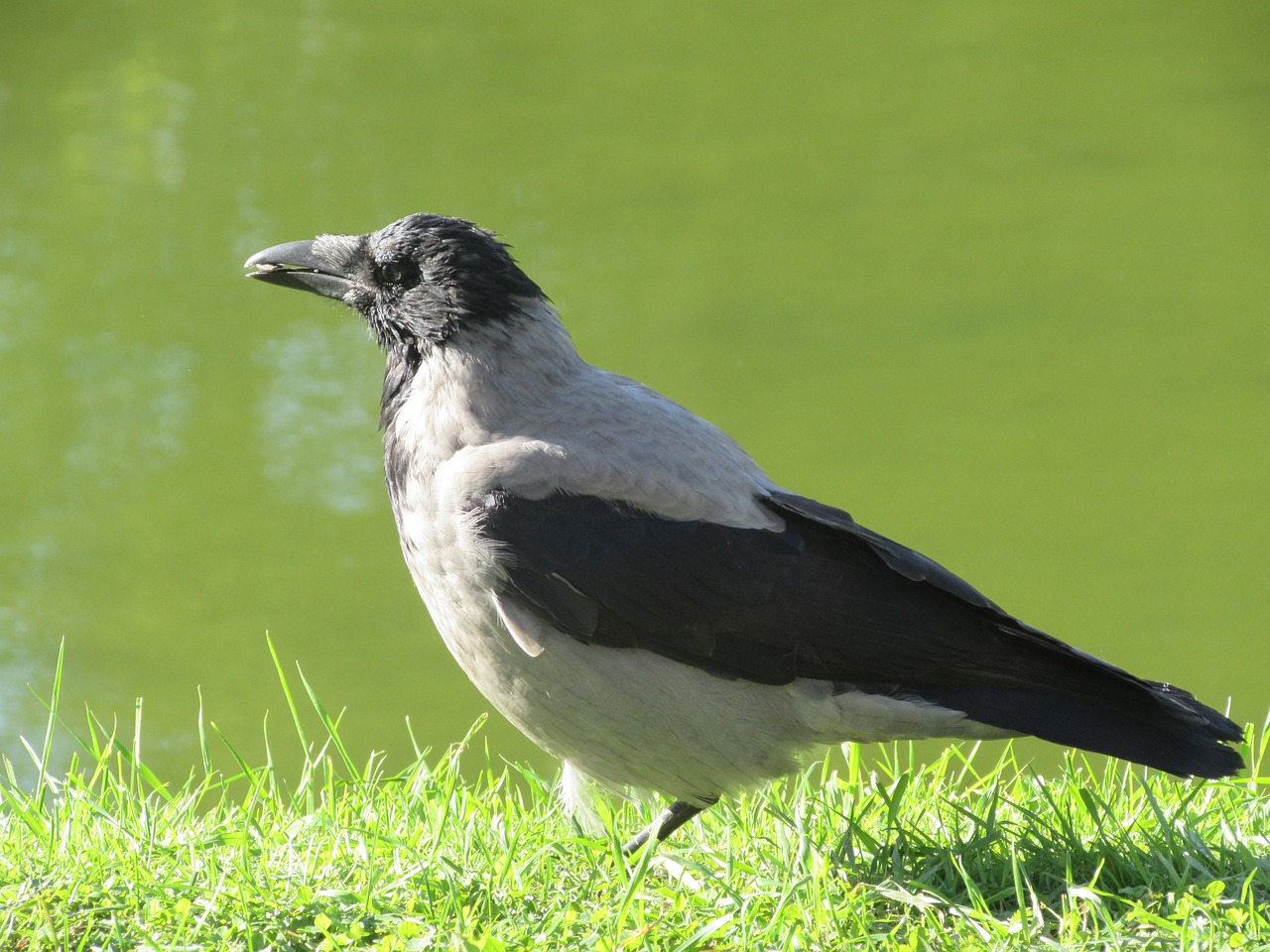 bird crow nature free photo