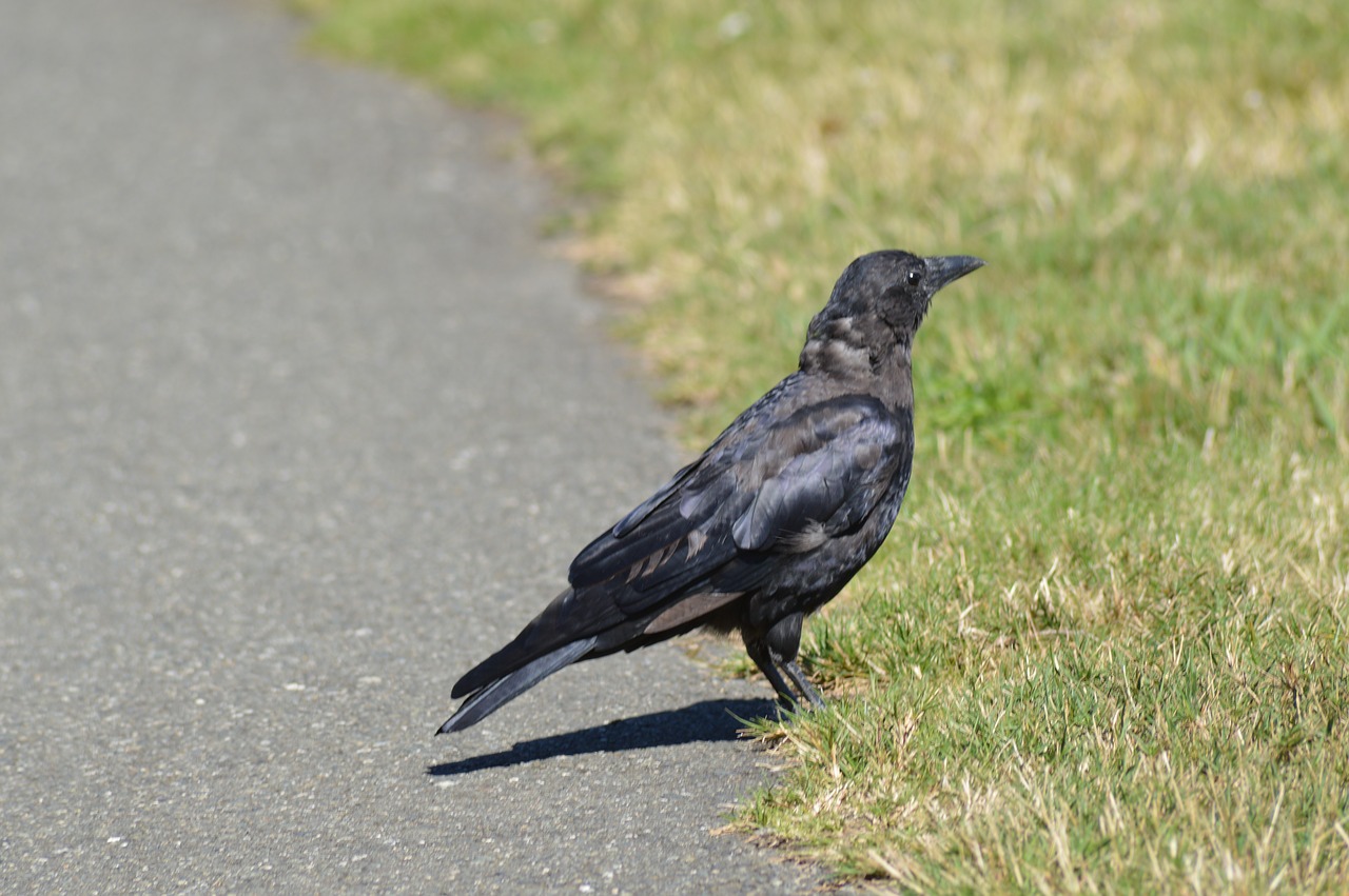 bird crow avian free photo