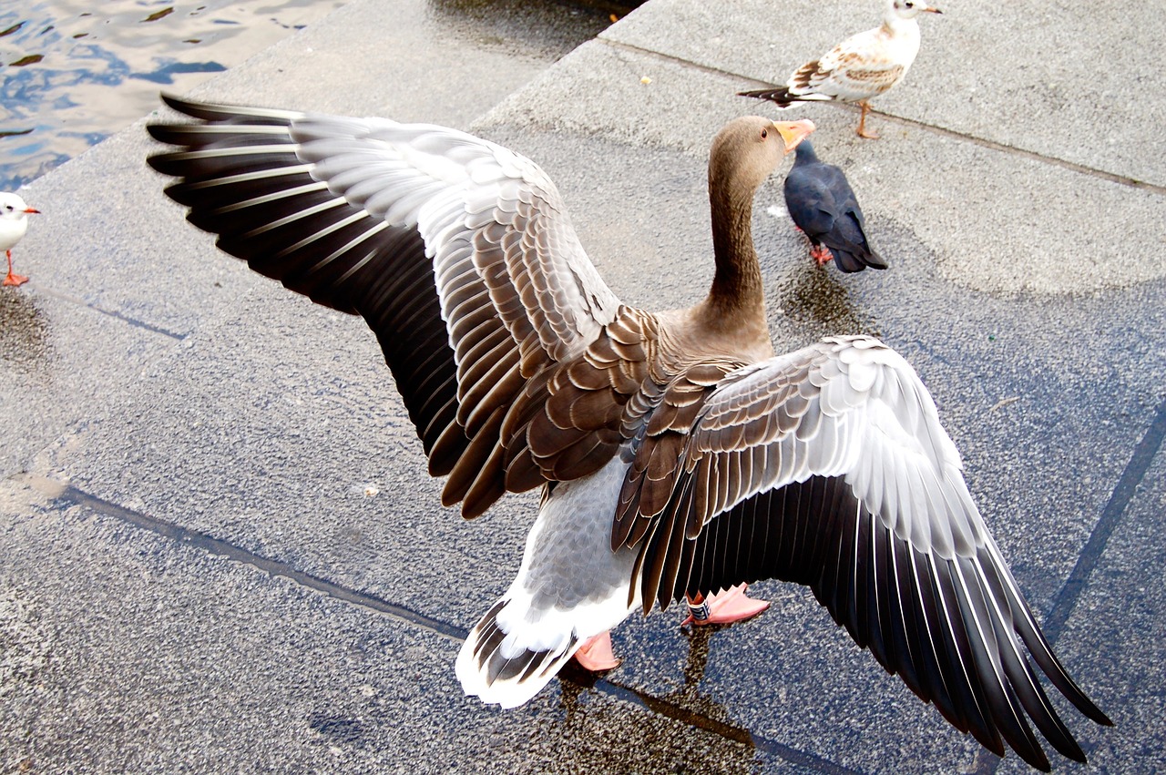 bird duck water bird free photo