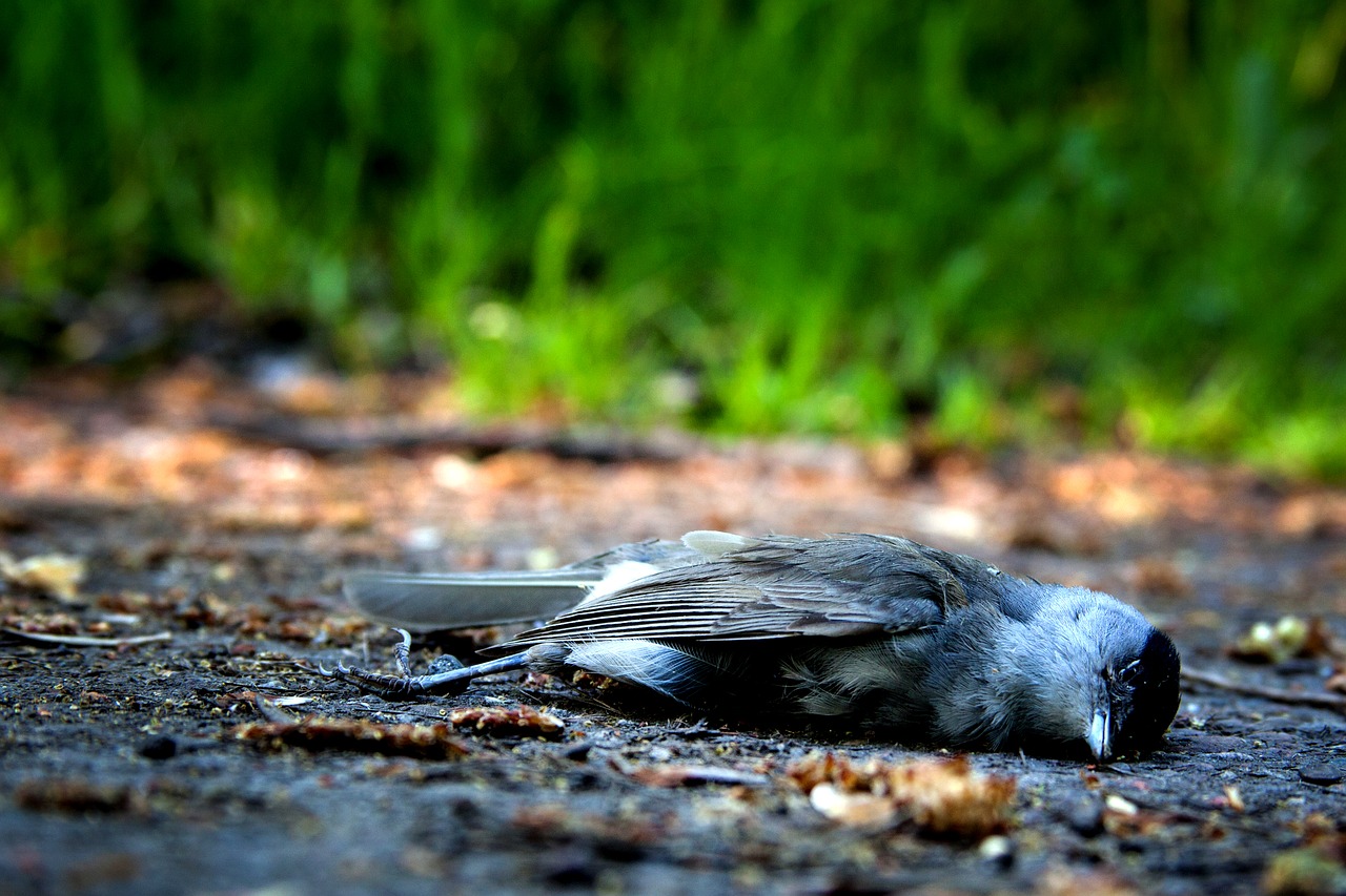 bird death die free photo