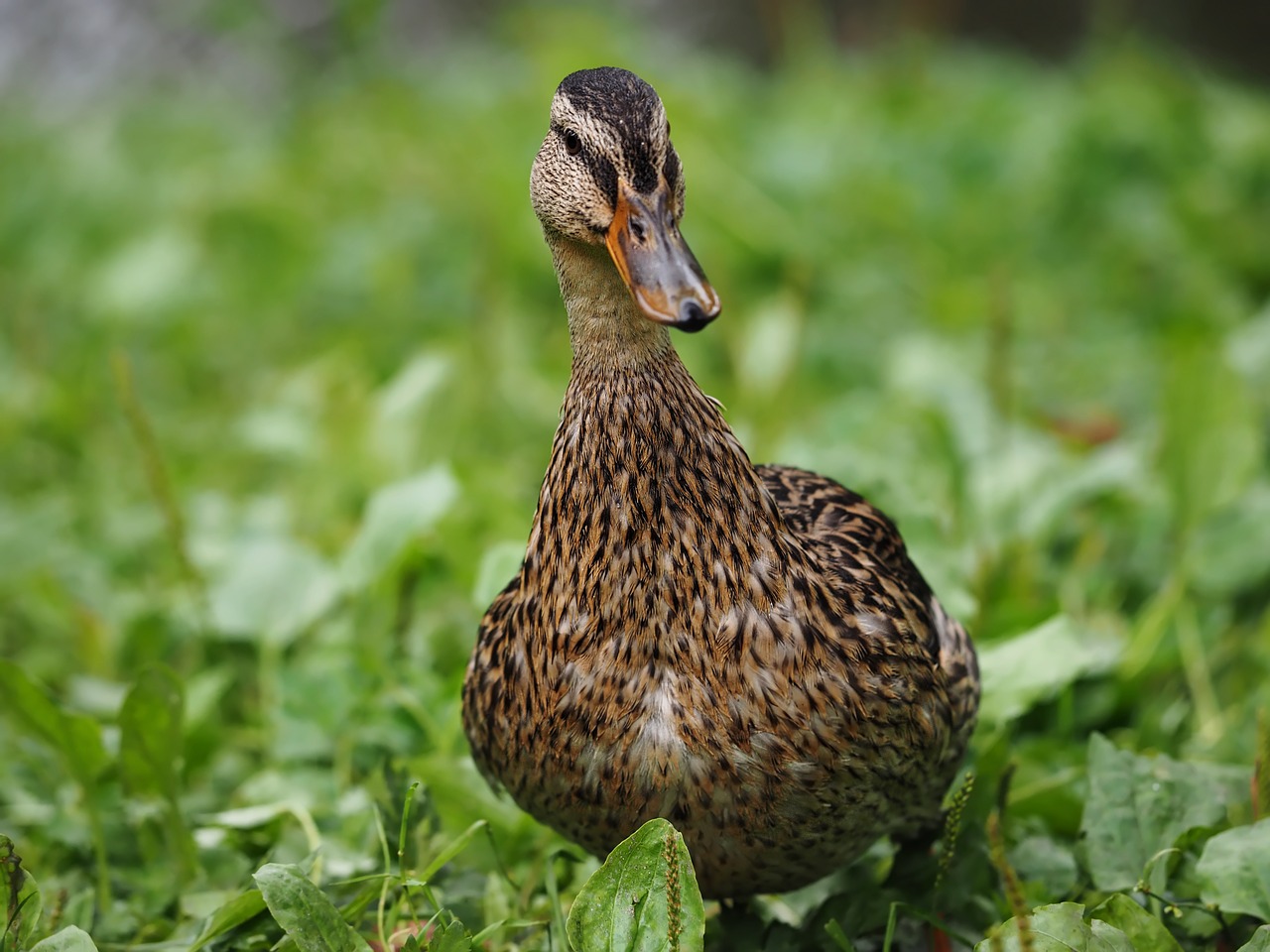 bird duck wild free photo