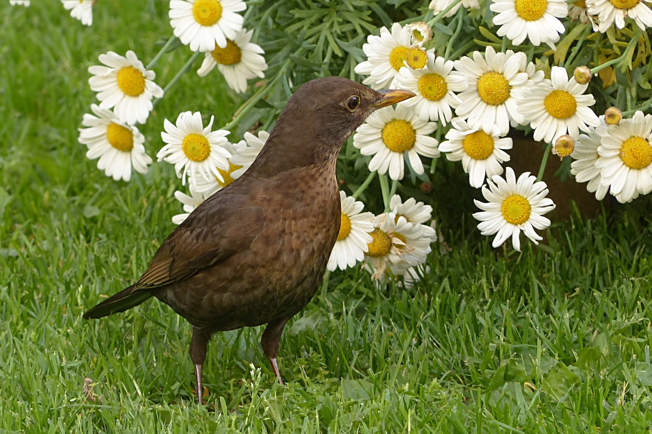 bird throttle turdus philomelos free photo