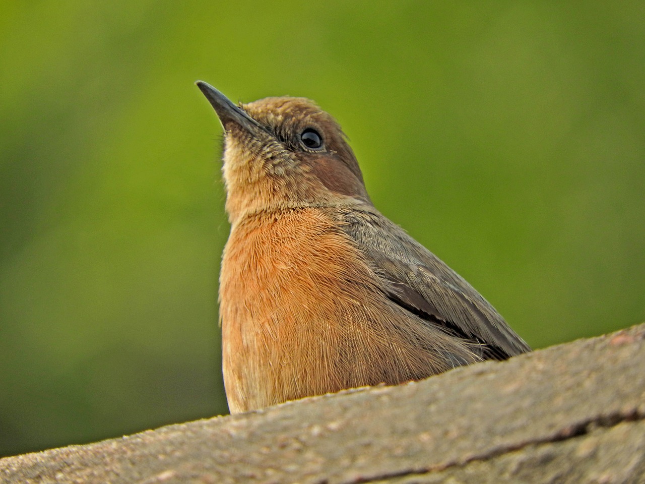 indian robin bird nature free photo