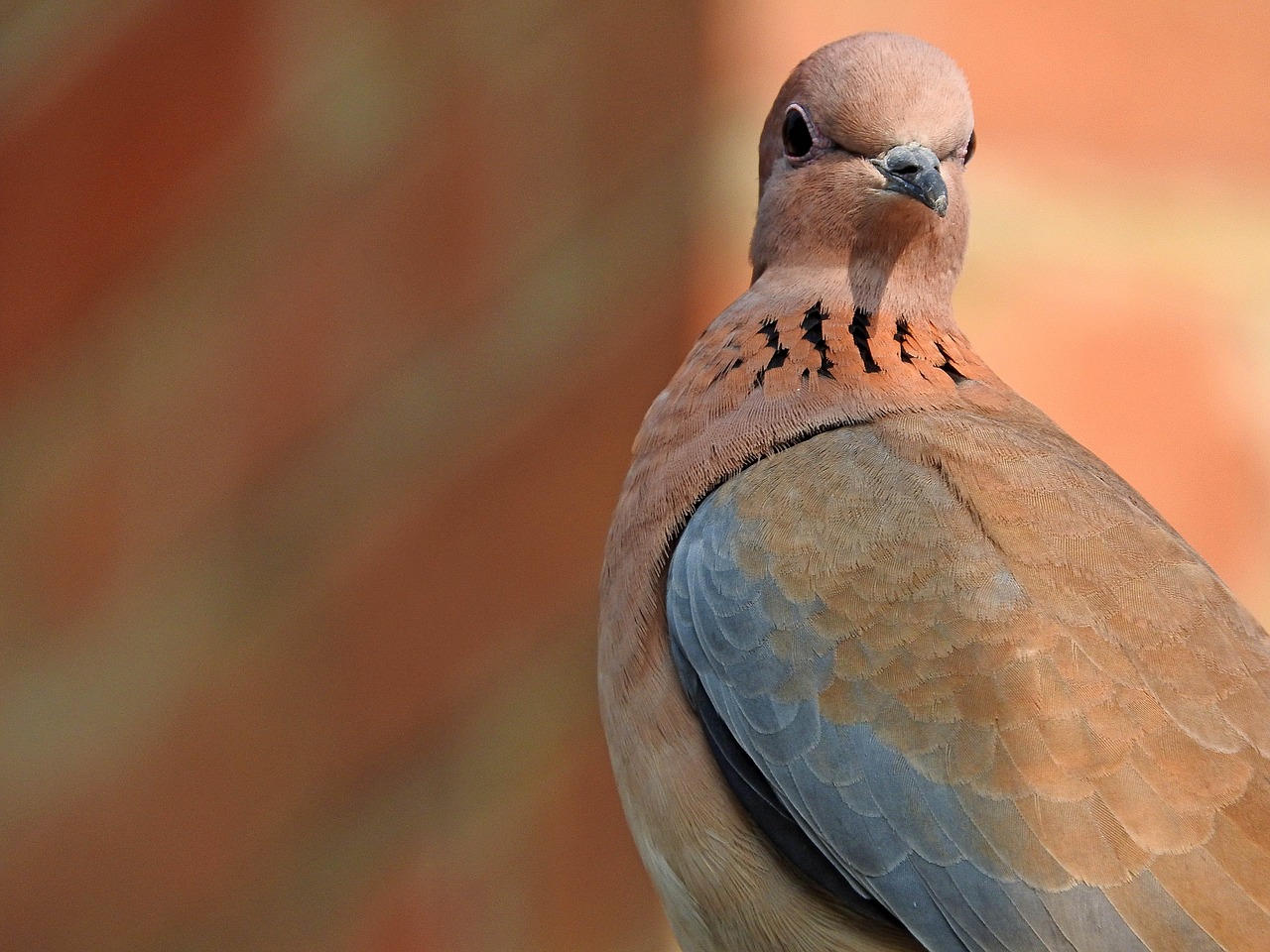 bird dove wing free photo