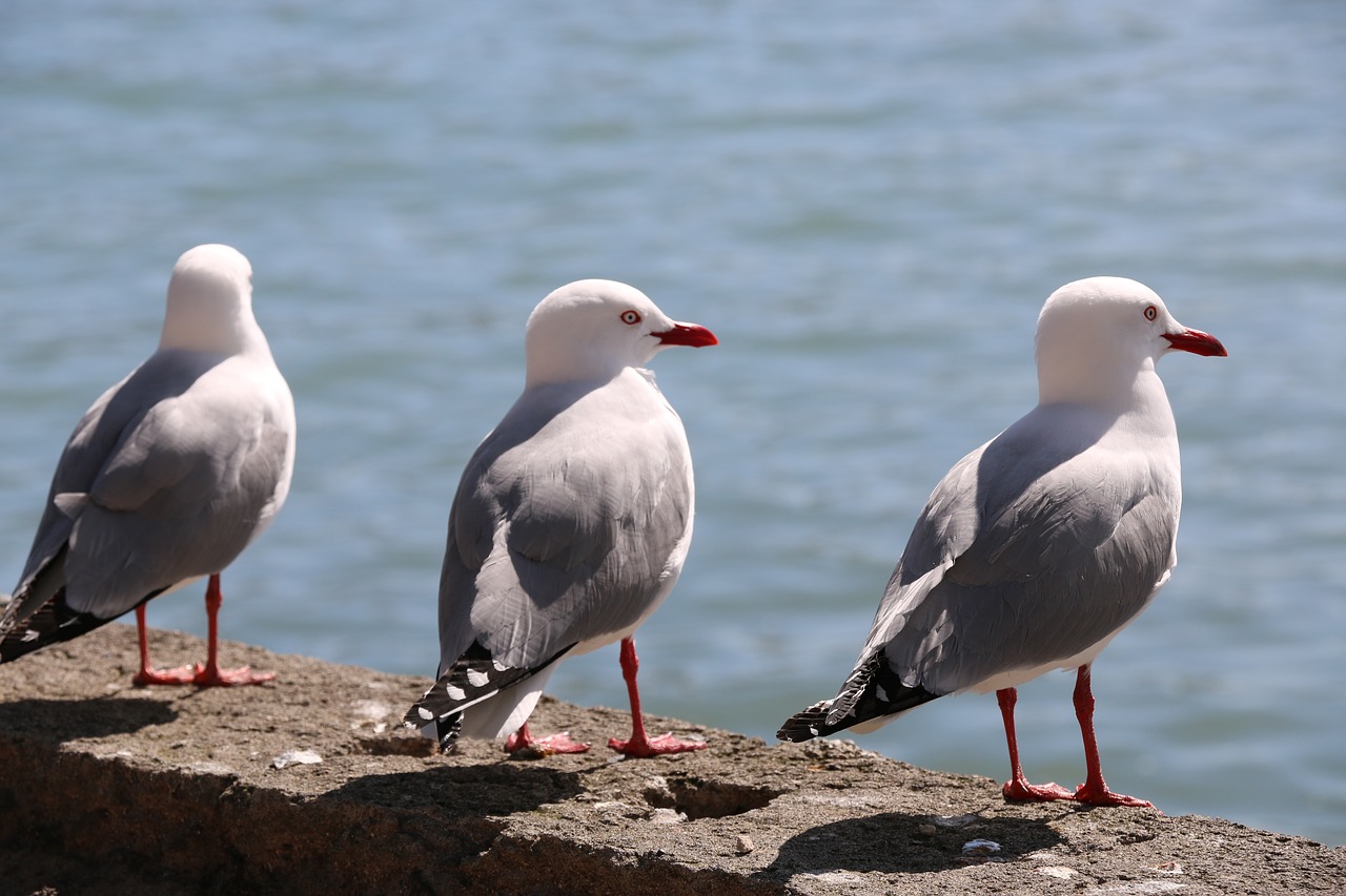 seagull bird gannet free photo