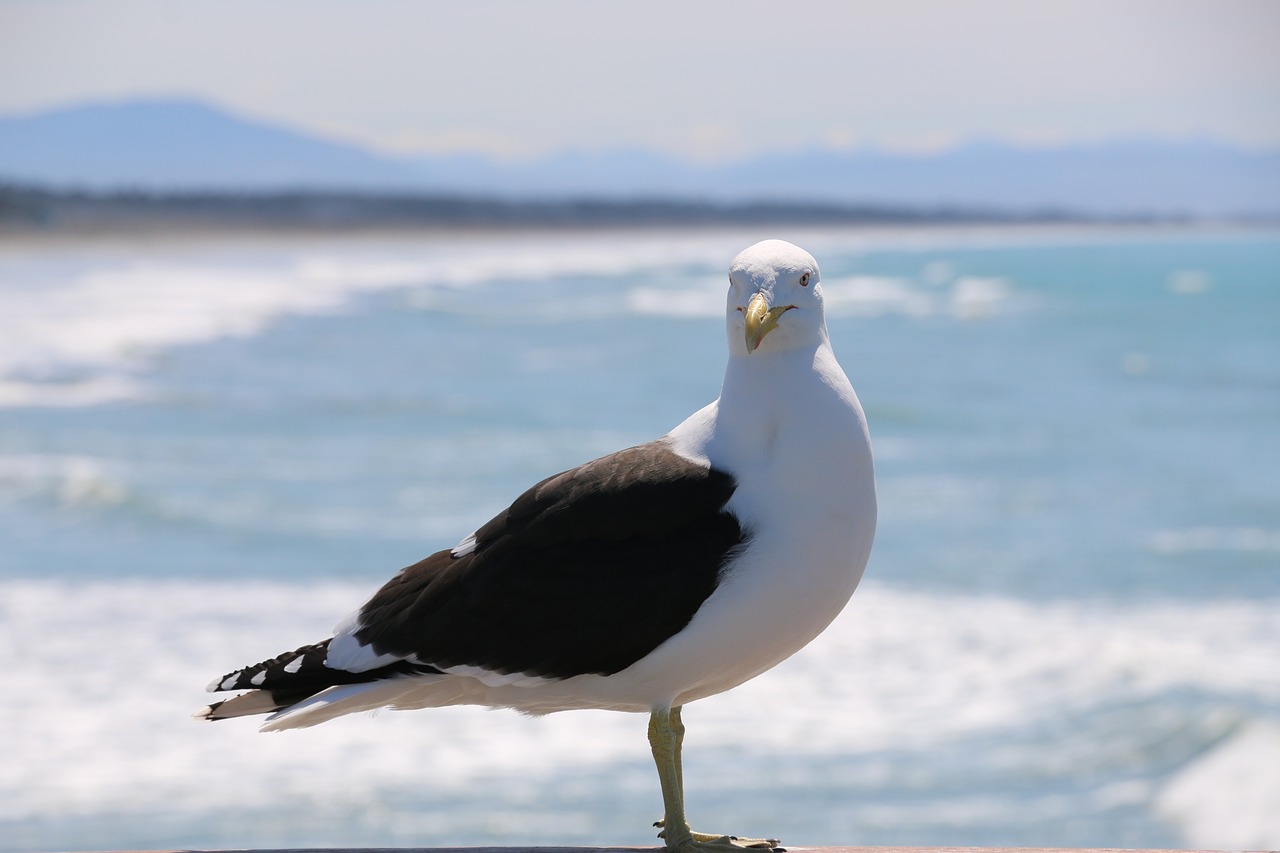 bird beach seagull free photo