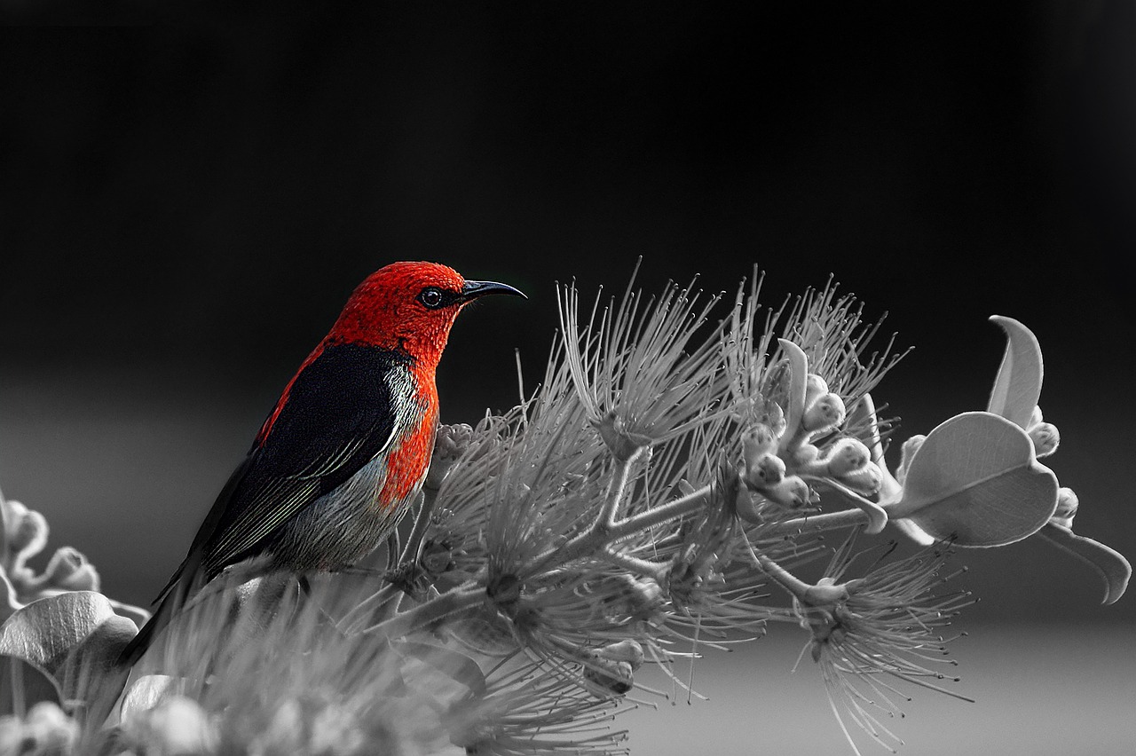 bird red black and white free photo