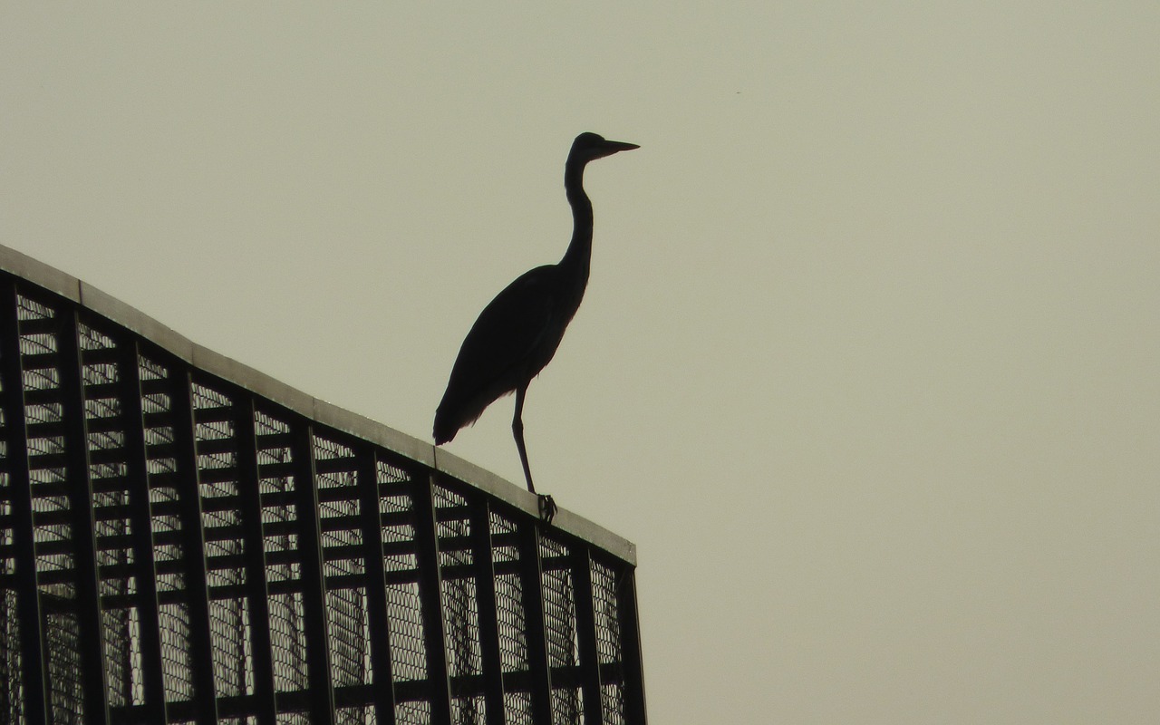 bird heron animal free photo