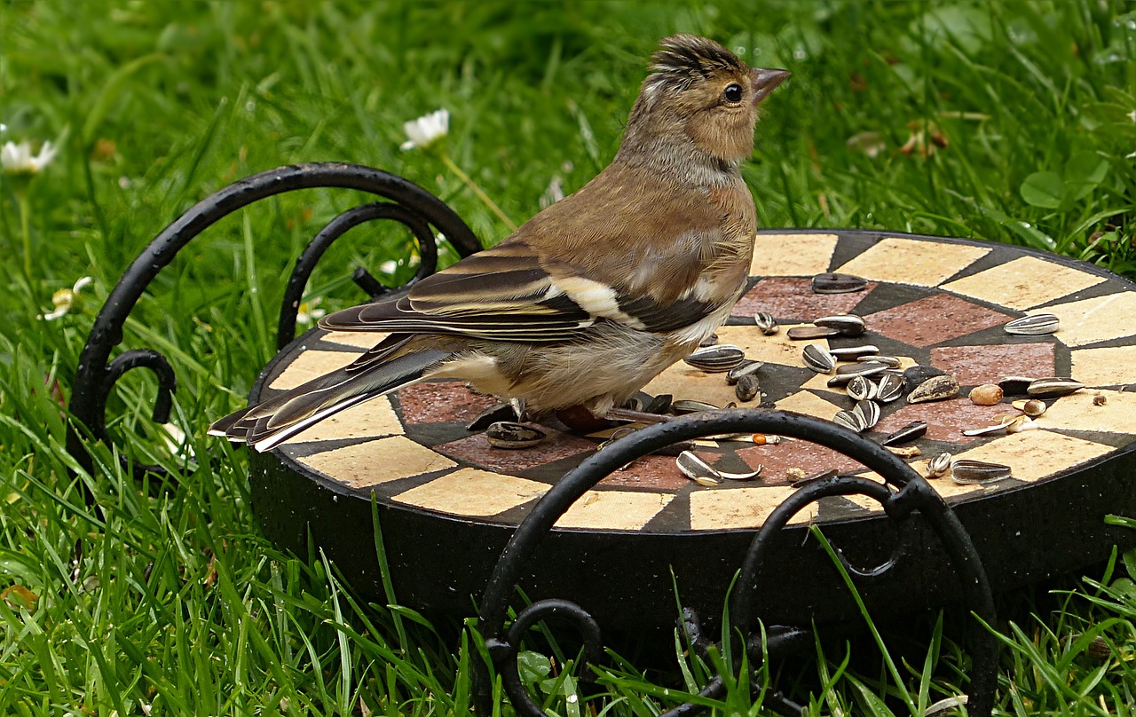 bird chaffinch fringilla coelebs free photo