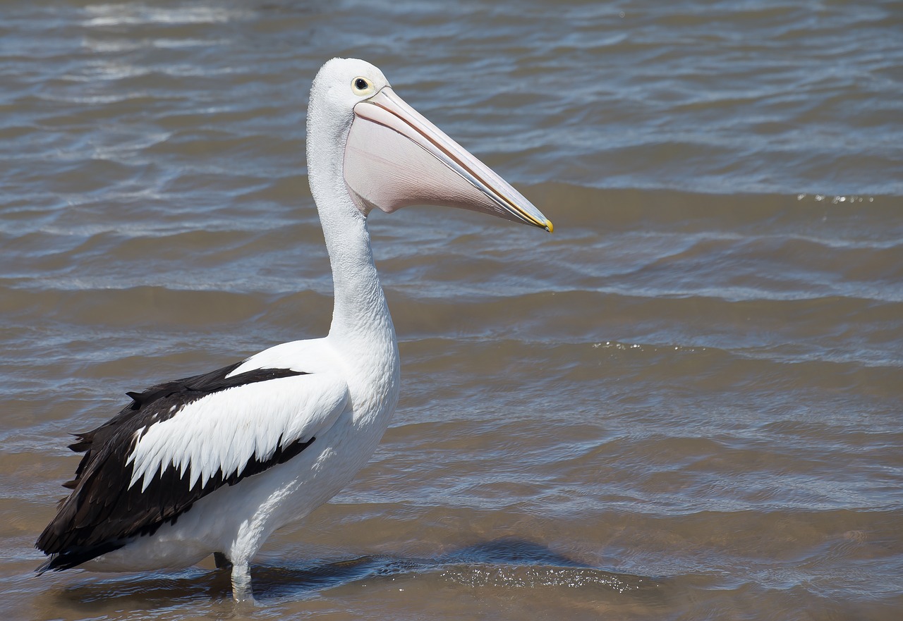 australian pelican sea bird animal free photo