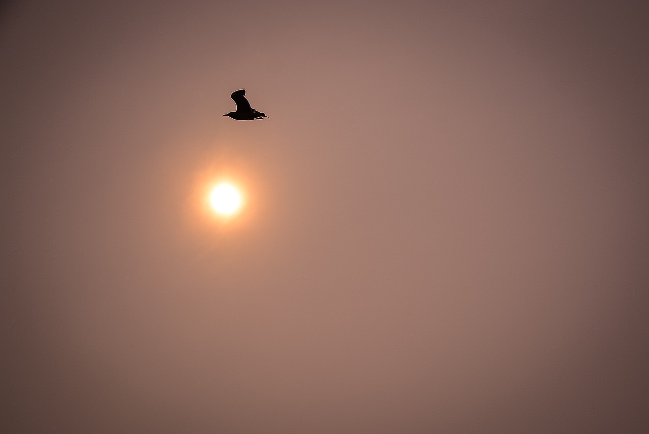 bird seagull sun free photo