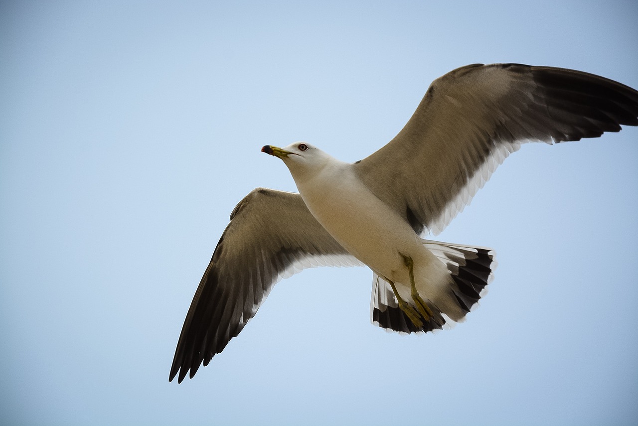 bird animal seagull free photo