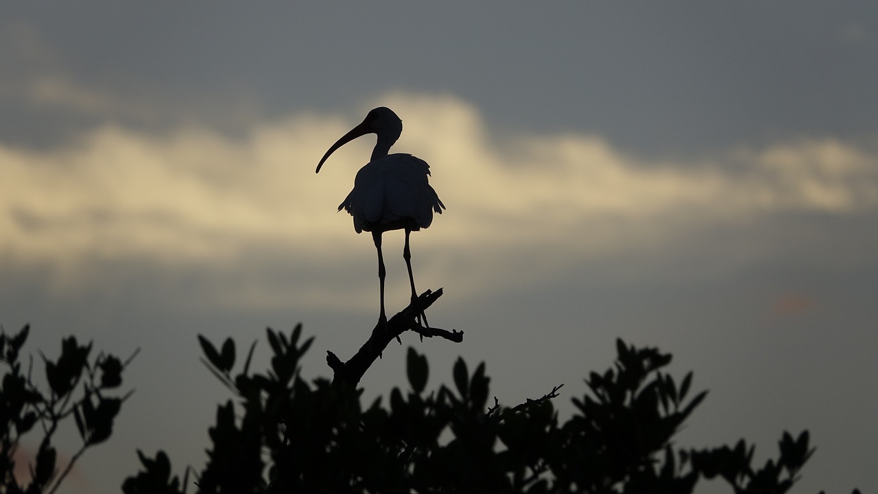 bird bird silhouette ibis free photo
