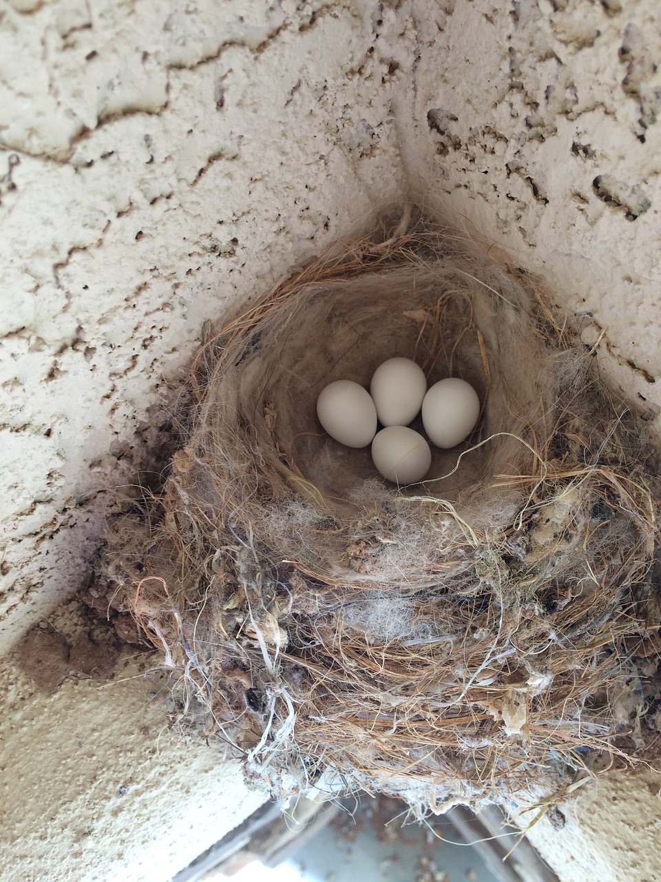 bird eggs nest egg free photo