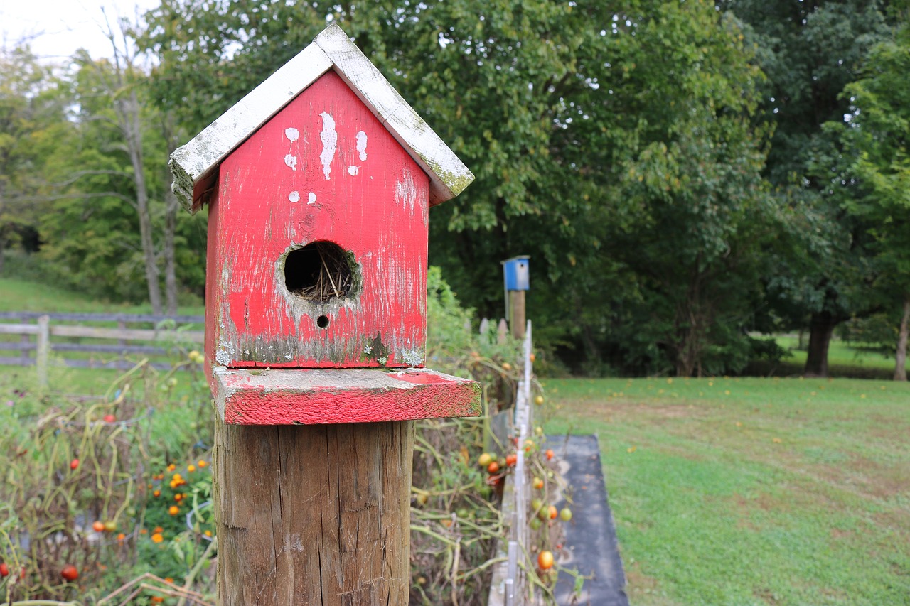 bird house red free photo