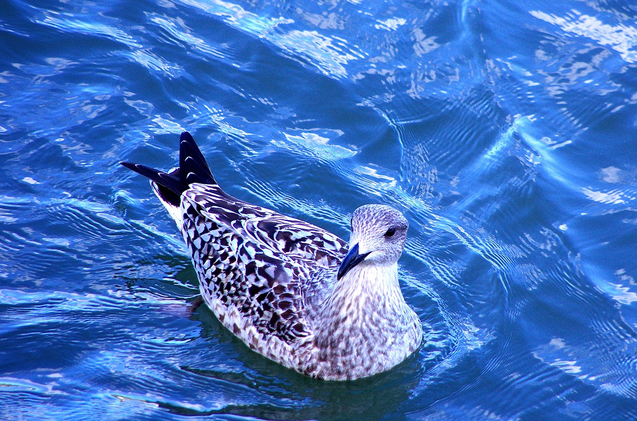 bird water nature free photo