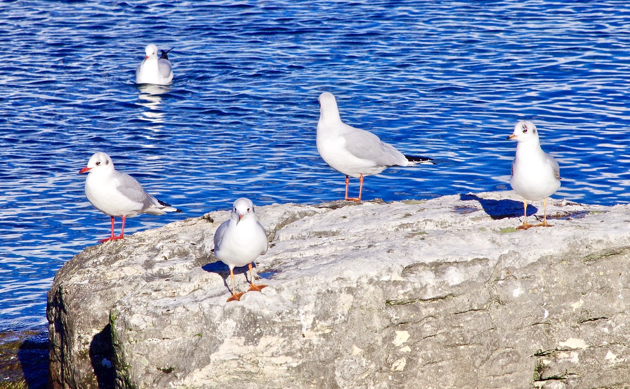 bird water wildlife free photo