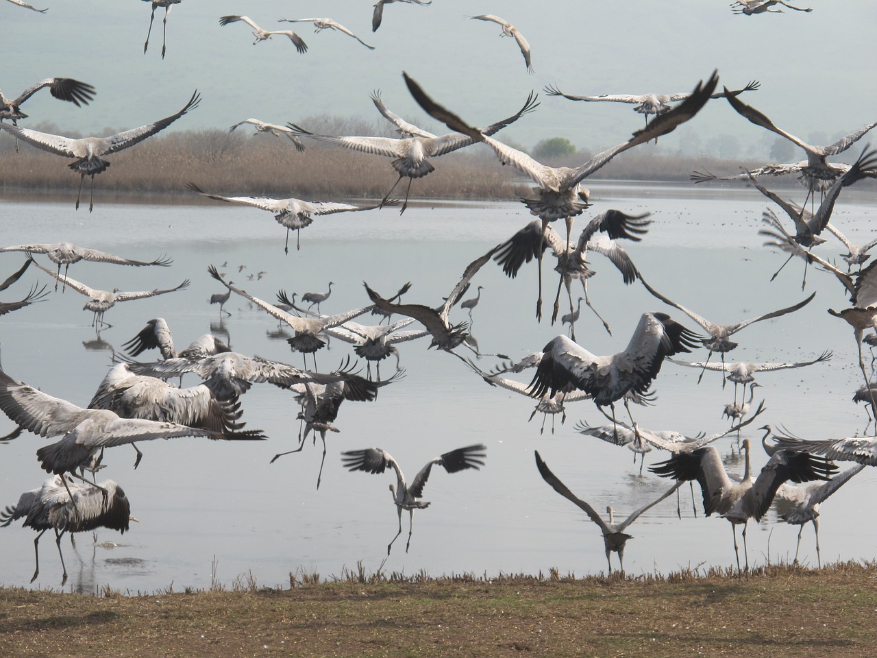 bird landscape nature free photo