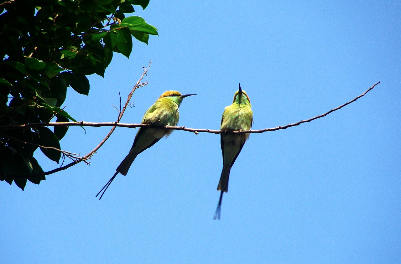 bird small green bee-eater dharwad free photo