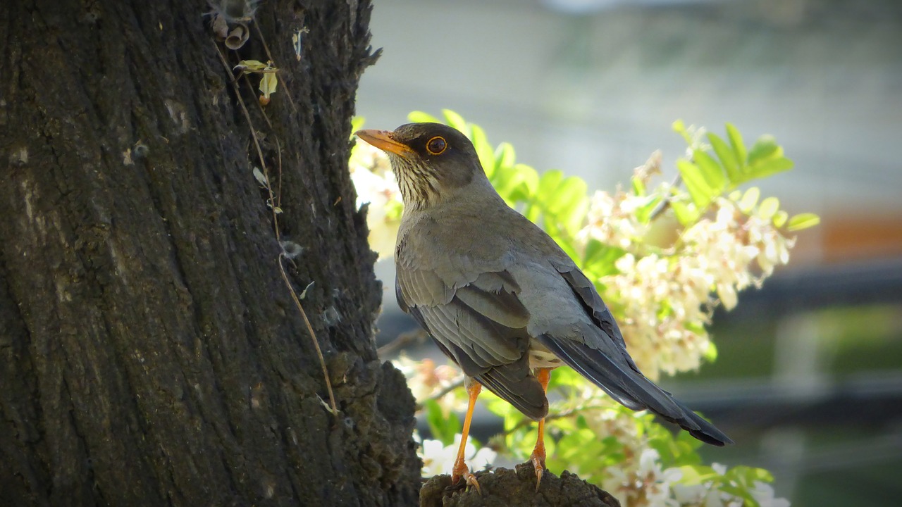 bird ave animal free photo