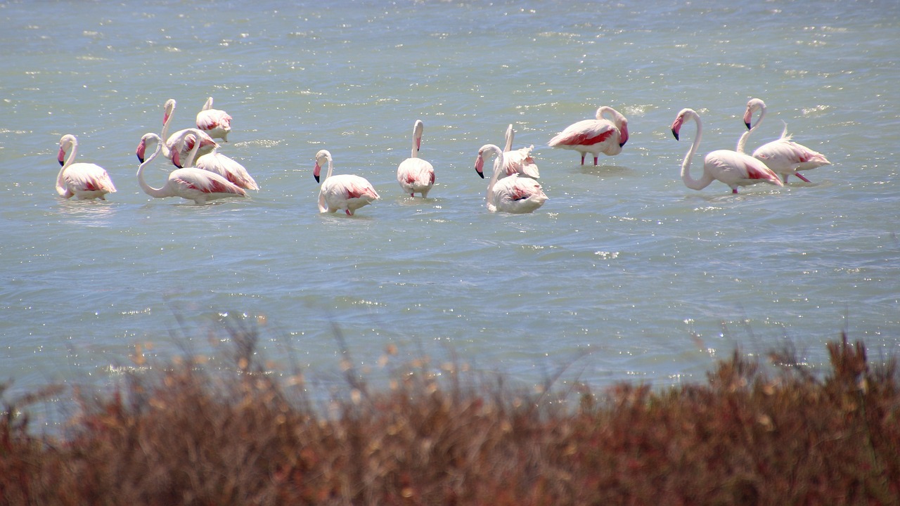 flamingo birds the nature of the free photo