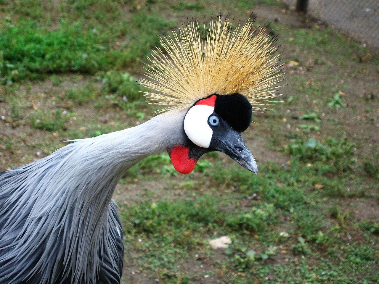 bird living nature beauty in nature free photo