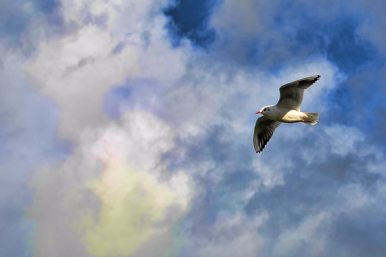 bird clouds flying free photo