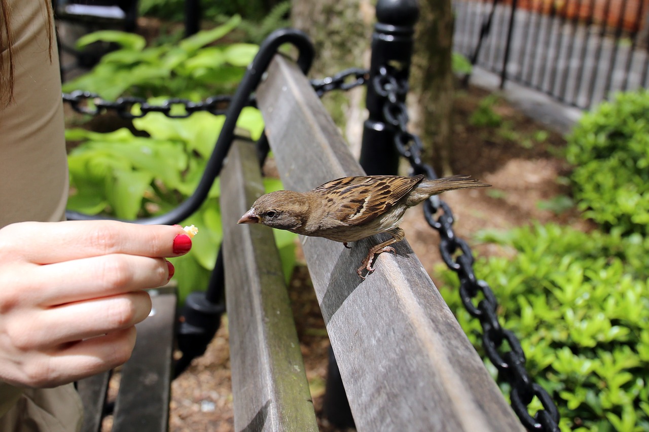 bird sparrow ave free photo