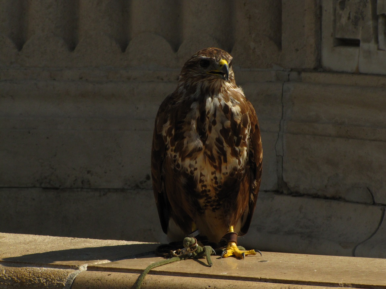 bird falcon places of interest free photo