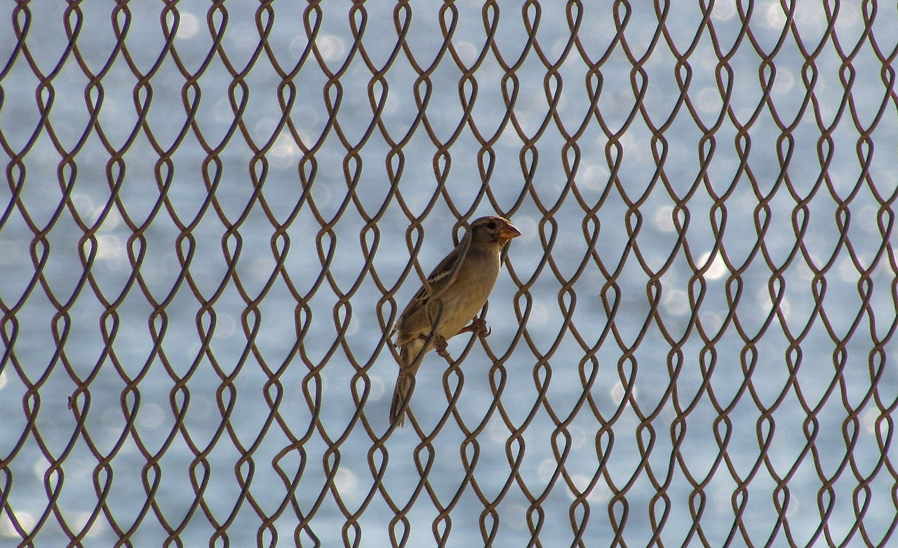 bird fence freedom free photo