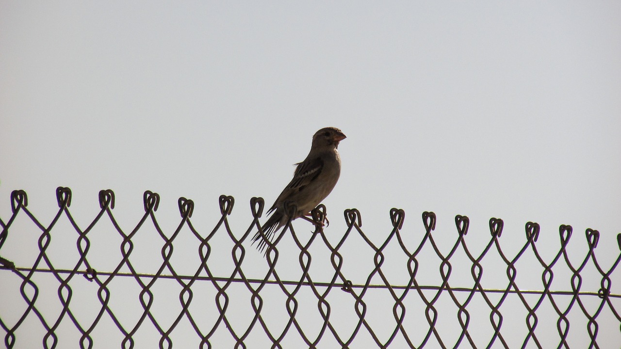 bird fence freedom free photo