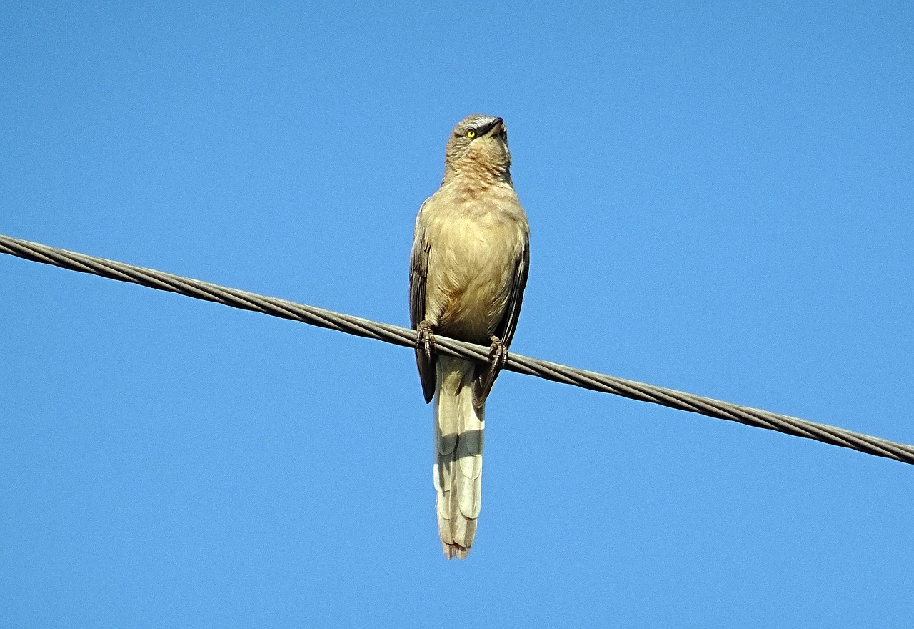 bird babbler large grey babbler free photo