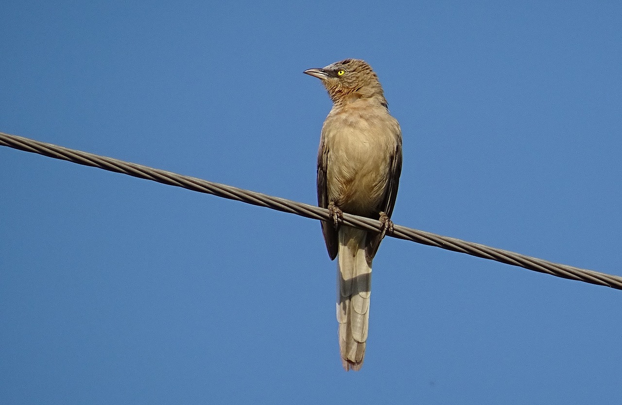 bird babbler large grey babbler free photo